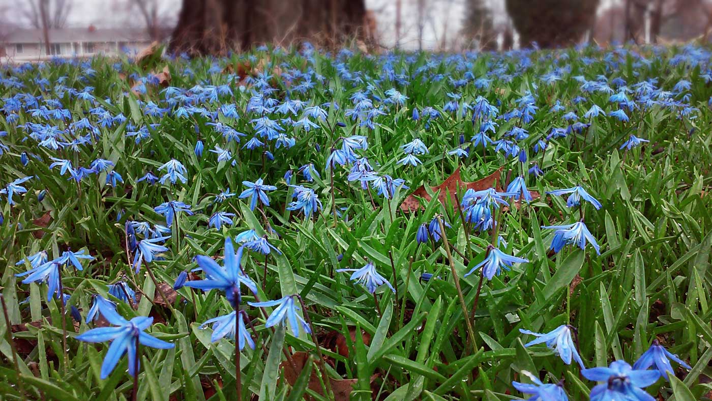blue spring flowers under an oak tree